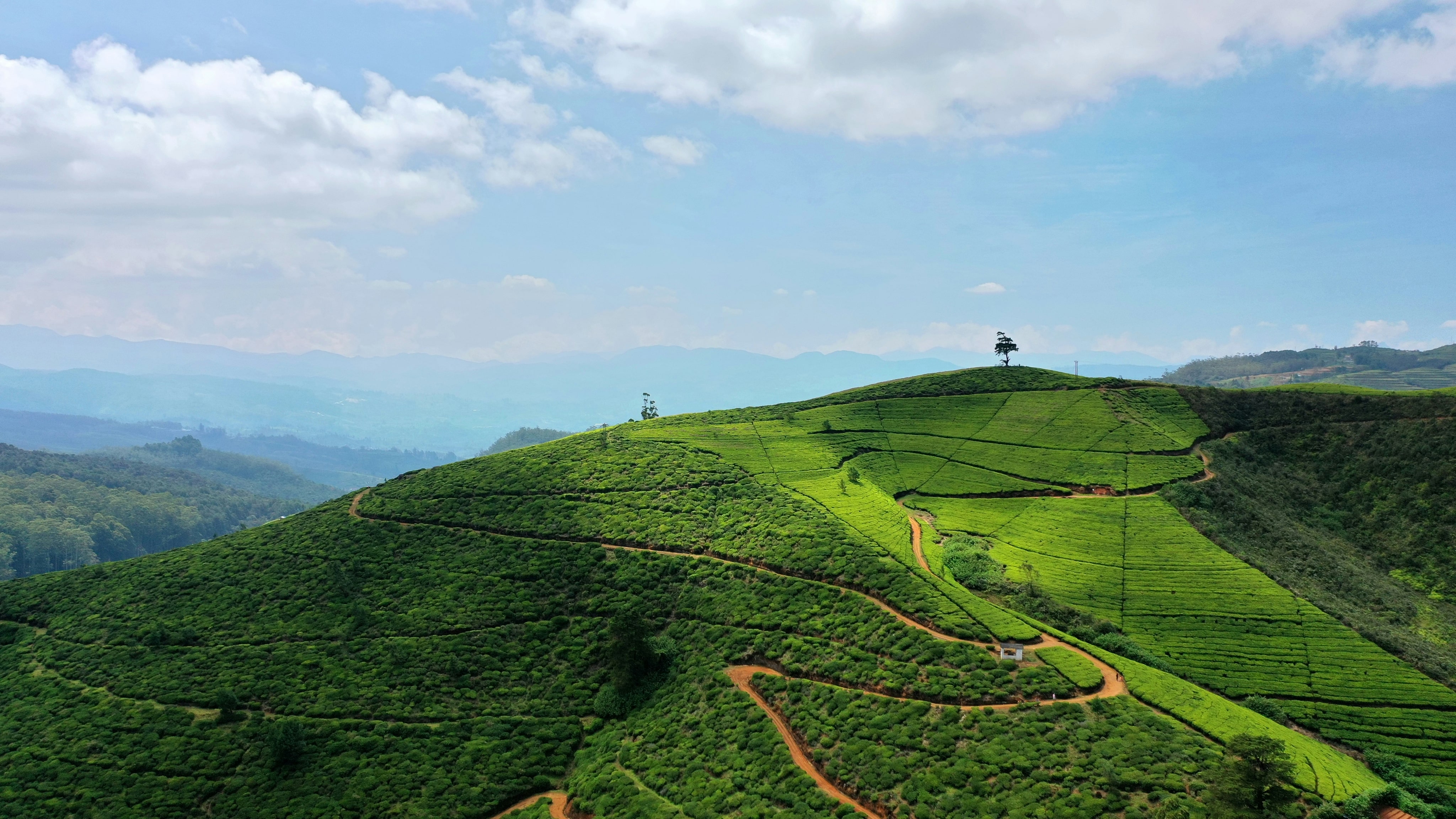 Tea Plantations